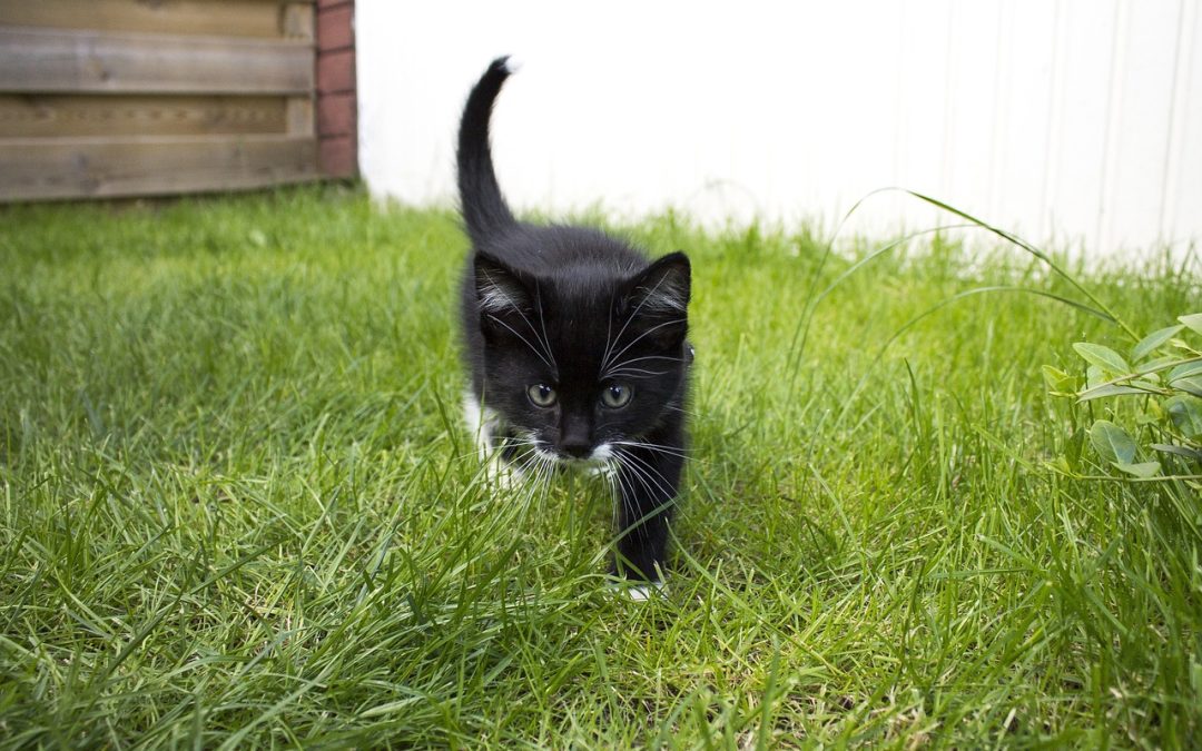 “The Future of Music: Trends and Transformations in the Digital Age”