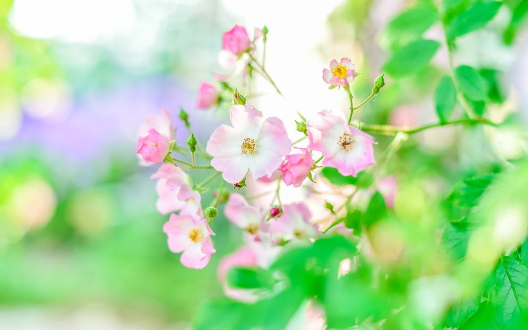 Online Action Recognition for Human Risk Prediction with...