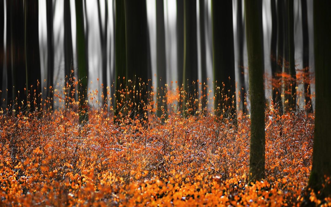 The Influence of Plasma Medium on Rotating Black Holes in Kalb-Ramond Gravity