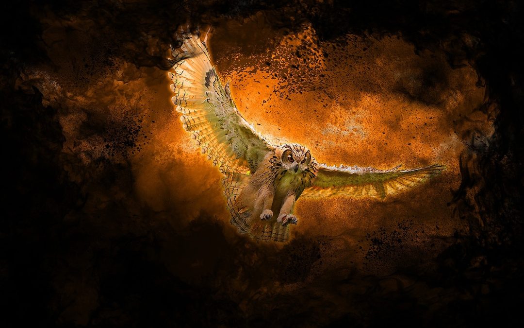 "Background Information on Flaco, an Escaped Eurasian Eagle-Owl from Central Park Zoo"