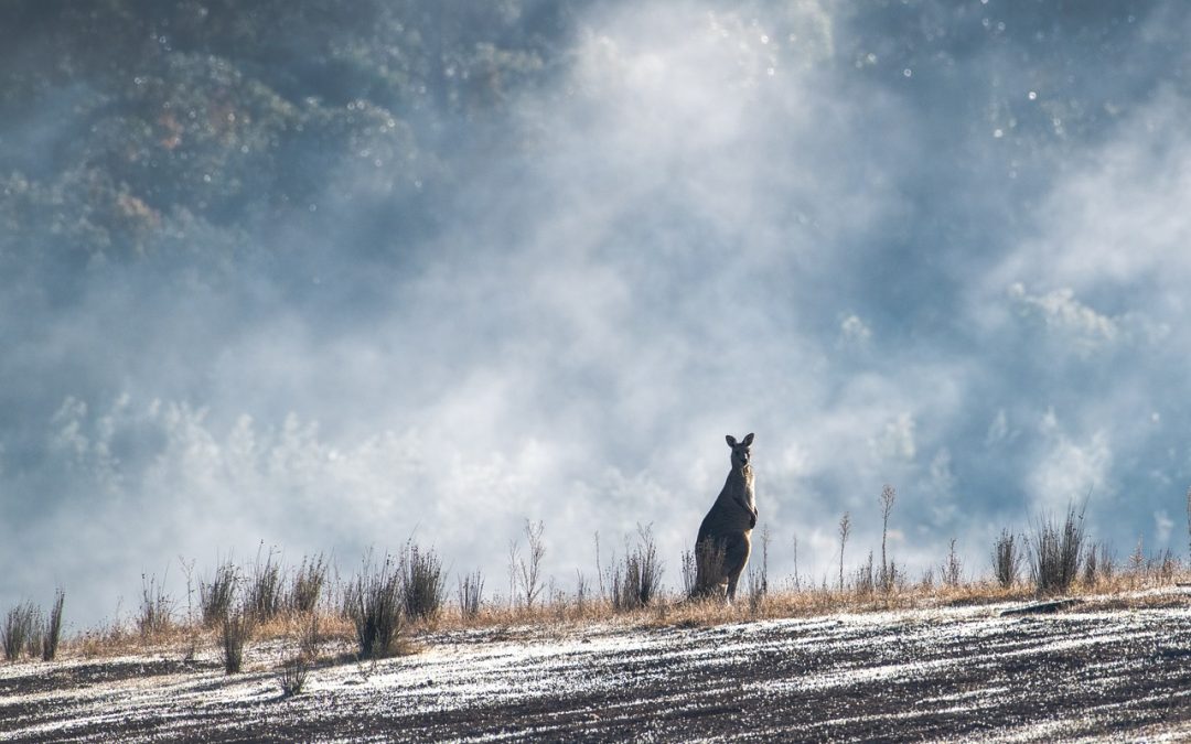 Navigating Native American Repatriation: Trends and Future Directions