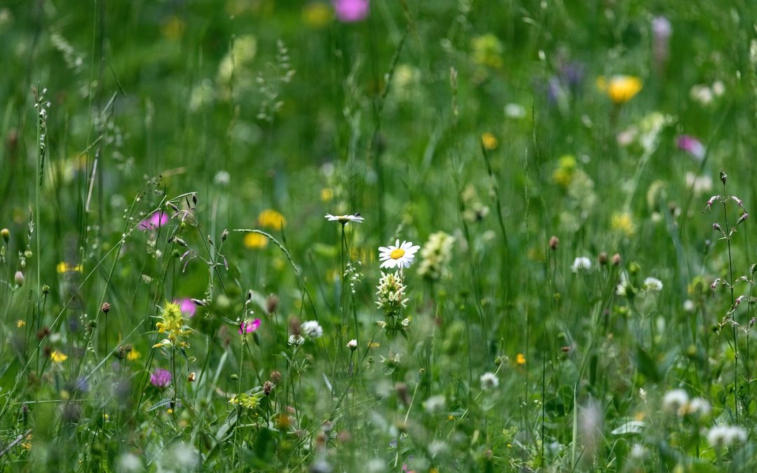 Exploring Negative Shaping Order K in Set Shaping Theory