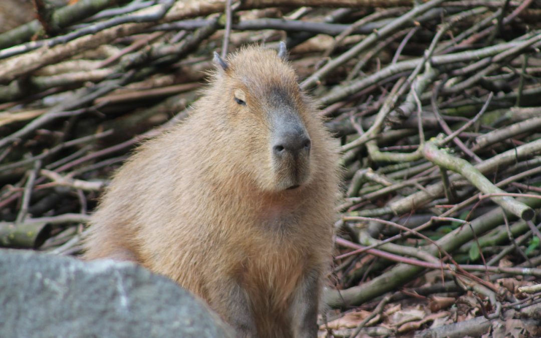 Optimizing the Retrieval Stage in Recommender Systems: A Comprehensive Survey