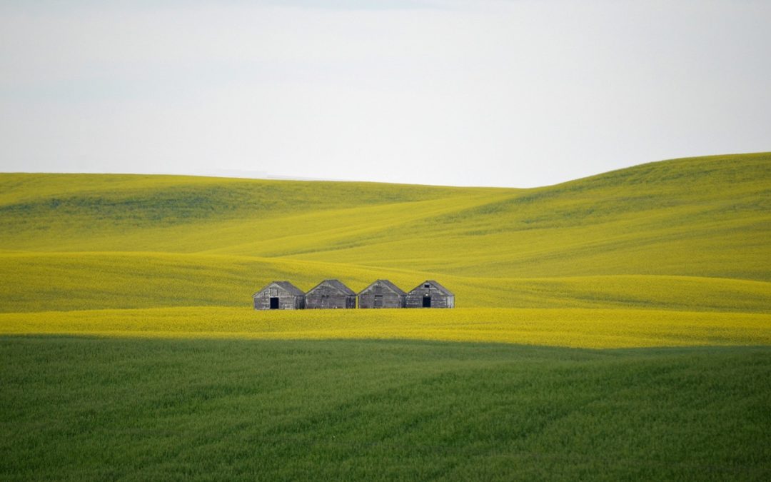 “North-South Asymmetric Scalar Clouds on Magnetically Charged Black Holes”