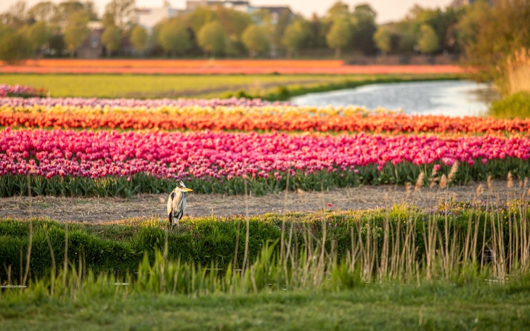 Exploring $f(T,phi)$ Gravity Theories for Late-Time Cosmic Speed Up