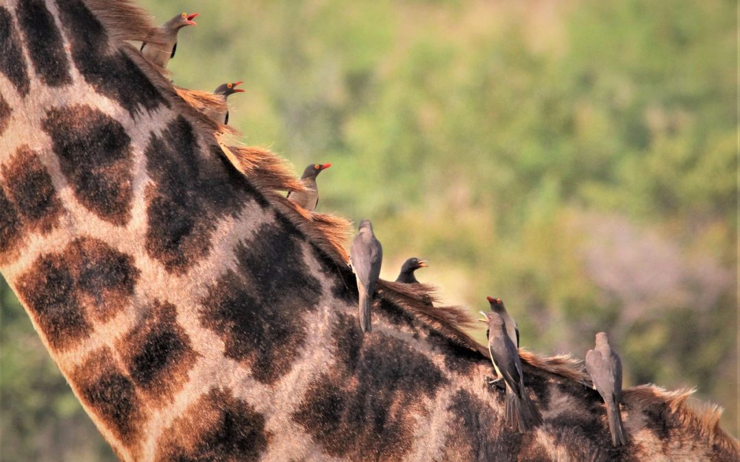 “René Magritte’s ‘Empire of Light’ Sells for Record 1m at