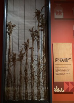 The Future of Wheat: How Science Could Reinvent a Top Protein Source