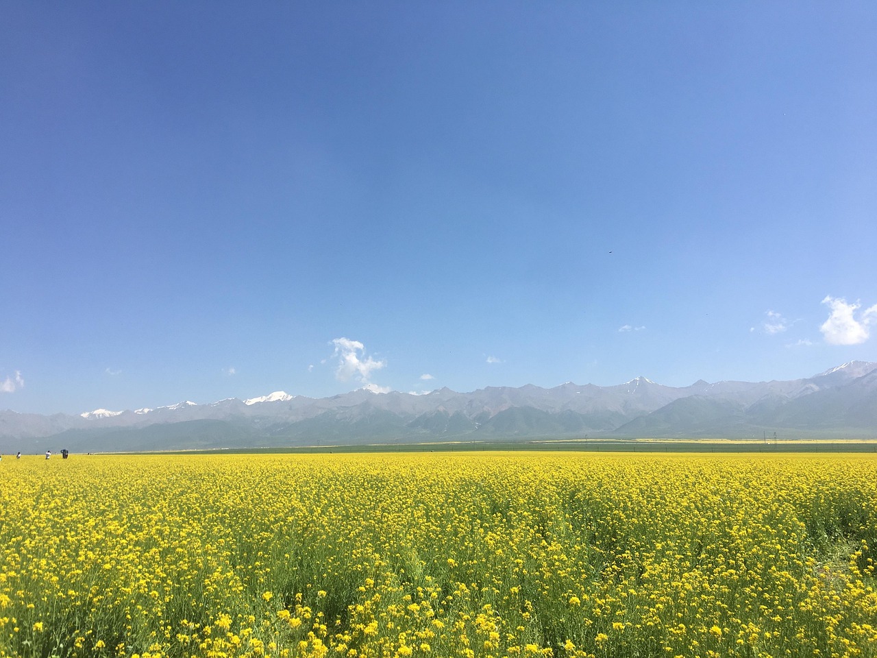 “Empowering User Intent Resolution: Evaluating Open LLMs for Local Deployment”