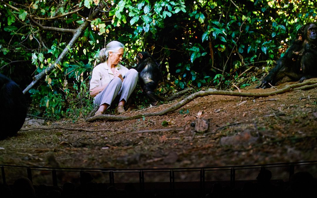 Inspirational conservationist Dame Jane Goodall’s remarkable legacy
