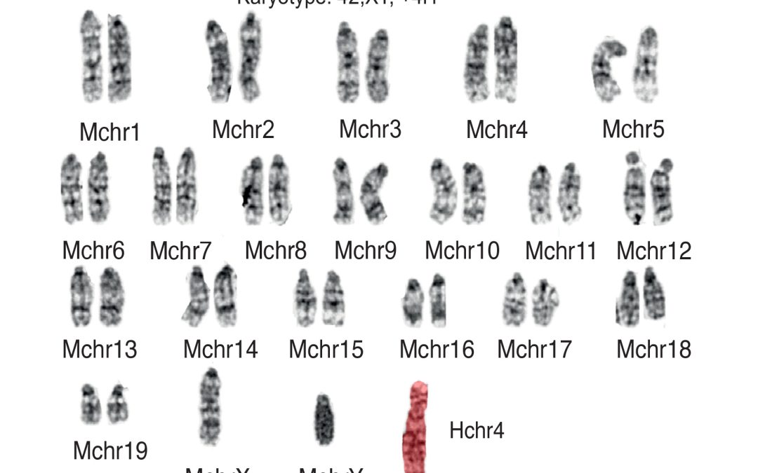 How to Build A Synthetic Human Chromosome
